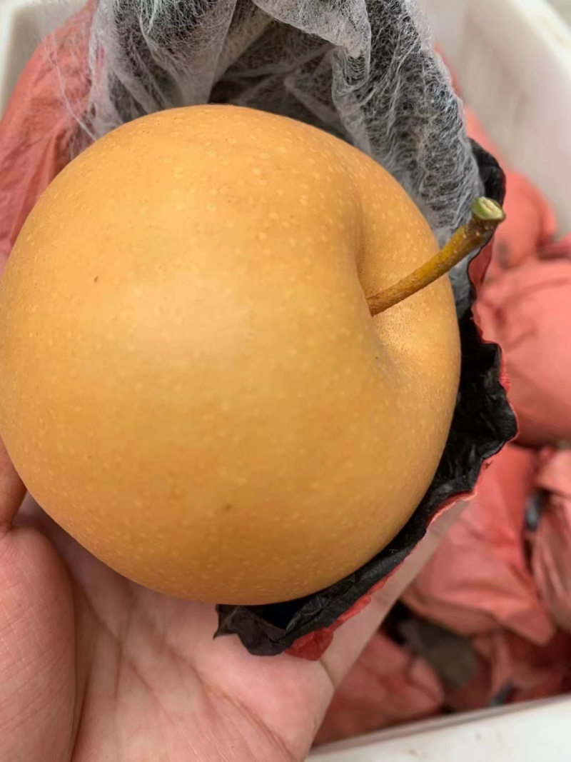 砀山圆黄套袋梨，大量上市，对接各大市场电商，一条龙服务。