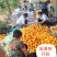 蟠桃九