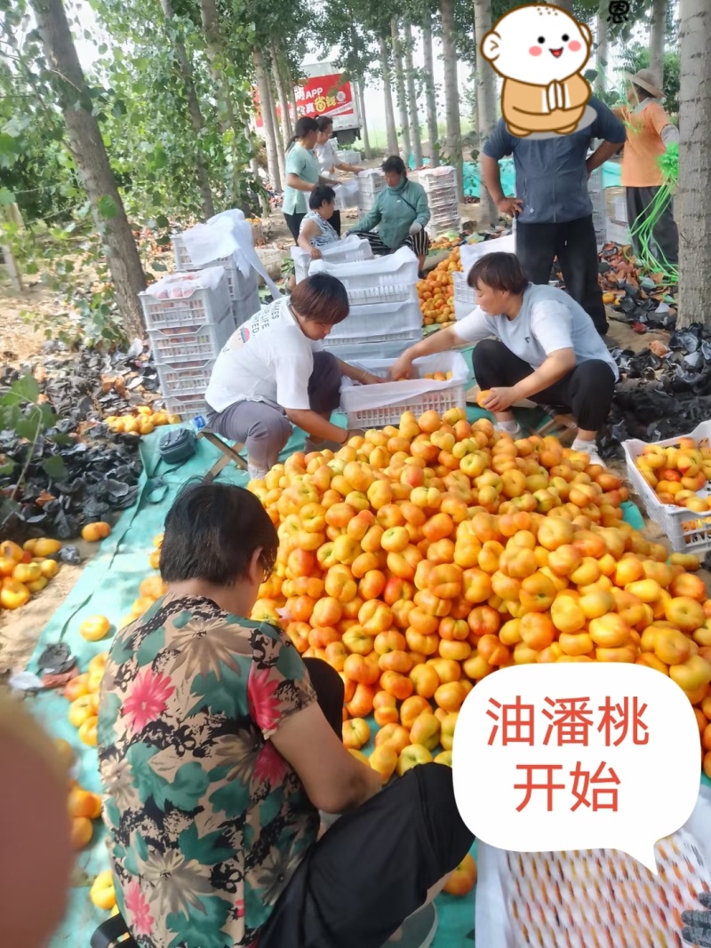 蟠桃九