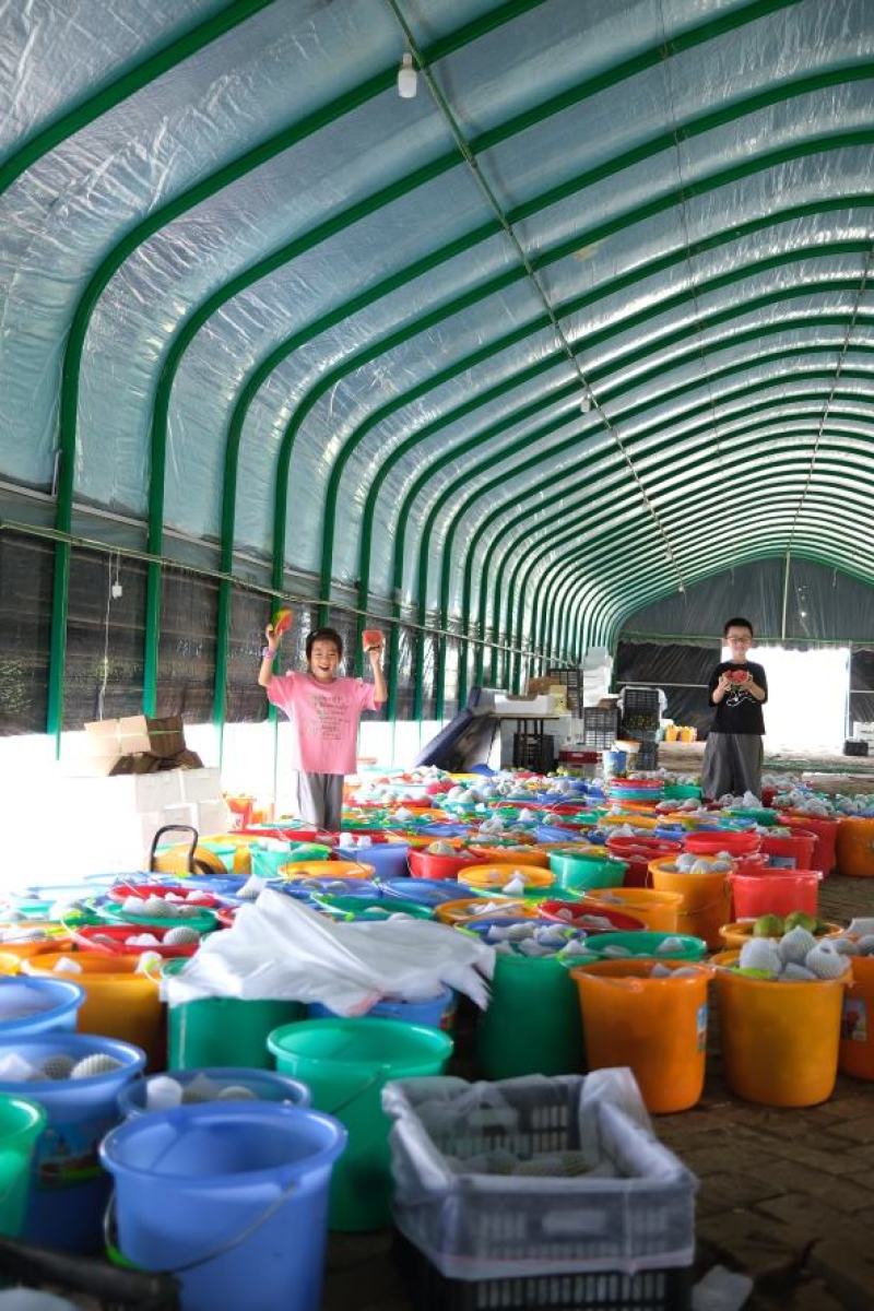 精品翠冠梨个大脆甜现摘现发/货源充足物美价优/全国发货