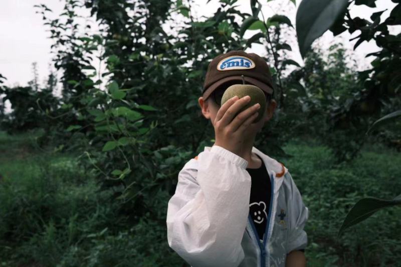 精品翠冠梨个大脆甜现摘现发/货源充足物美价优/全国发货