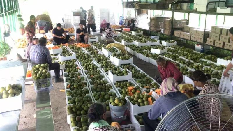 精品翠冠梨个大脆甜现摘现发/货源充足物美价优/全国发货