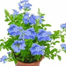 蓝雪花盆栽大苗四季开花爬藤室内外阳台庭院花卉绿植物耐高温