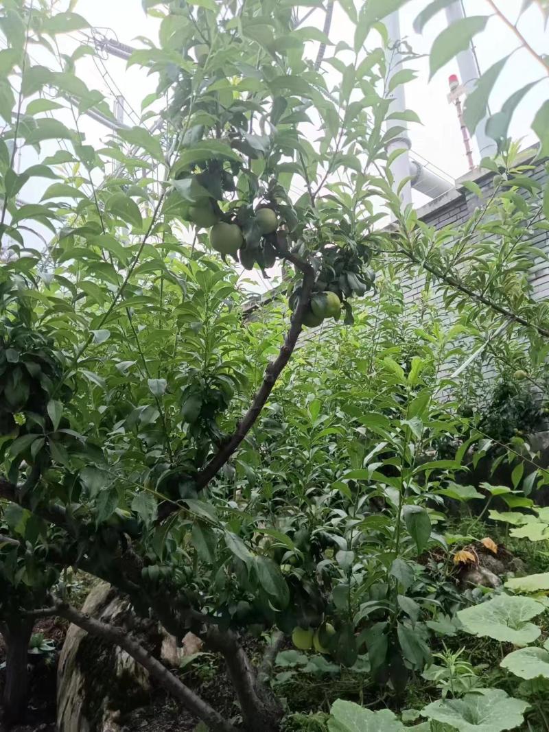 [热卖]青脆李大量上市产地一手货源量大从优欢迎洽谈