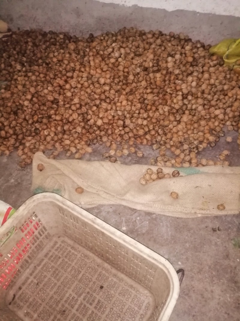 大凉山新鲜溥壳核桃