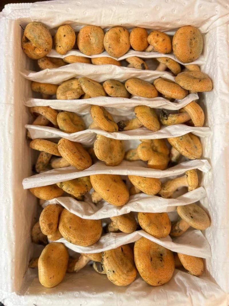 谷熟菌