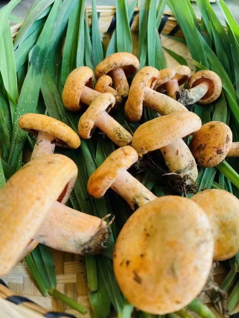 谷熟菌