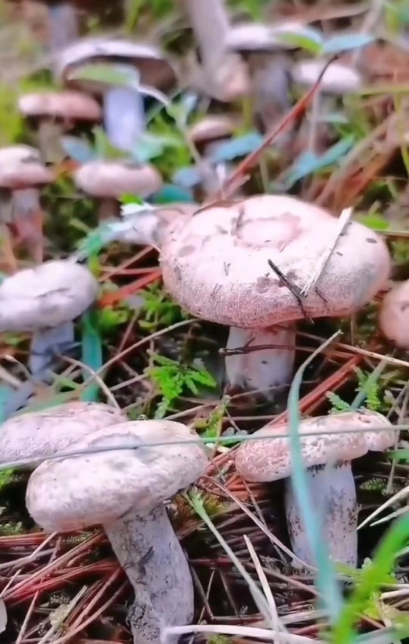 谷熟菌