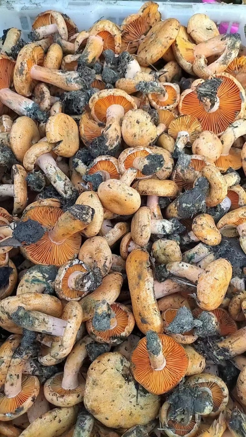 谷熟菌