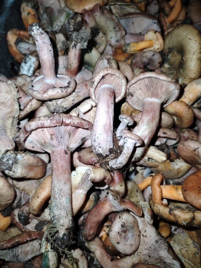 谷熟菌
