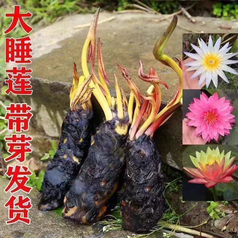 睡莲花带花苞水养睡莲水生植物缸盆栽蓝睡莲根块根茎水培植物