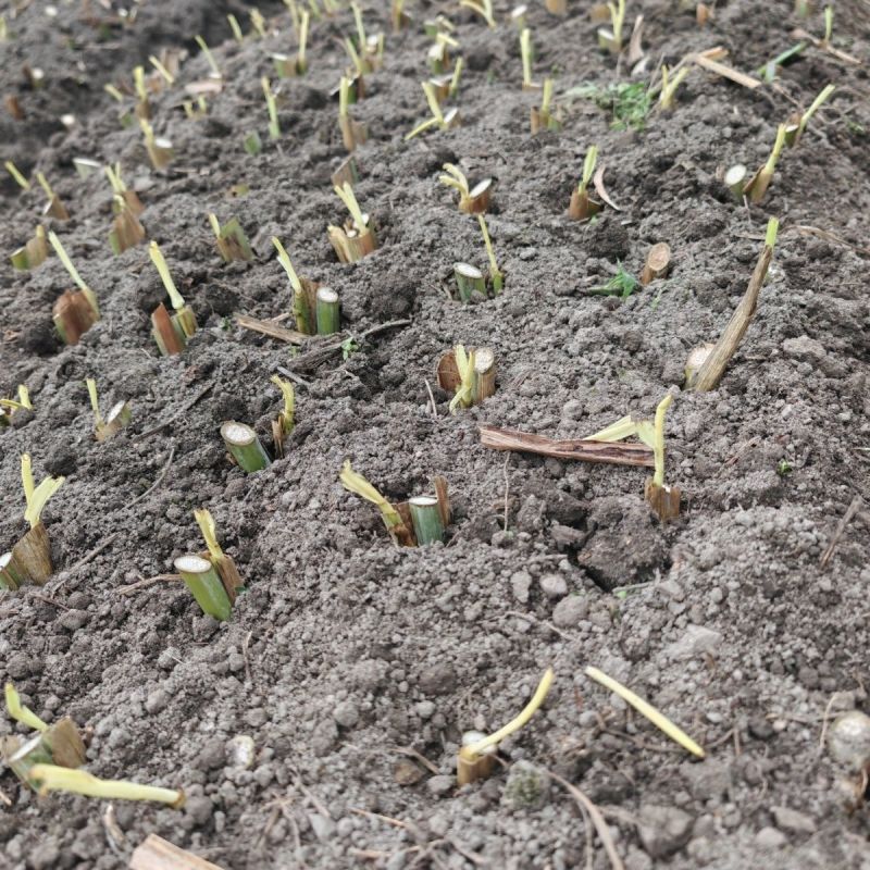 大叶皇竹草种节甜象草多年生养殖牛羊猪鱼四季高产冬季牧草新