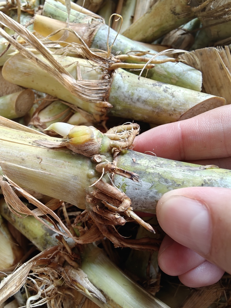 大叶皇竹草种节甜象草多年生养殖牛羊猪鱼四季高产冬季牧草新