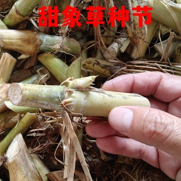 甜象草种节牧草种子无毛耐寒高产四季常青高产养猪牛羊鱼籽养