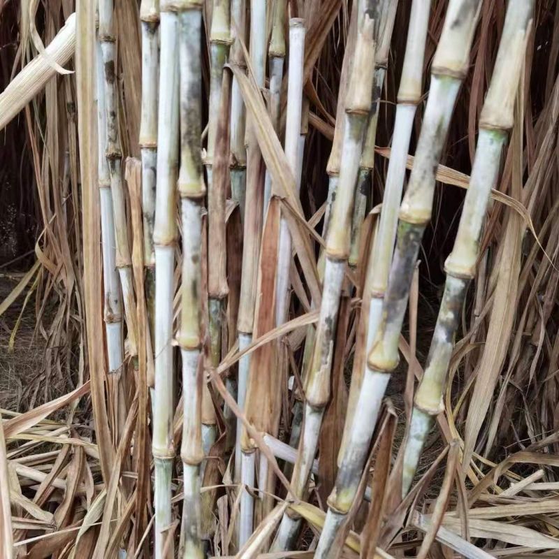 甜象草种节牧草种子无毛耐寒高产四季常青高产养猪牛羊鱼籽养