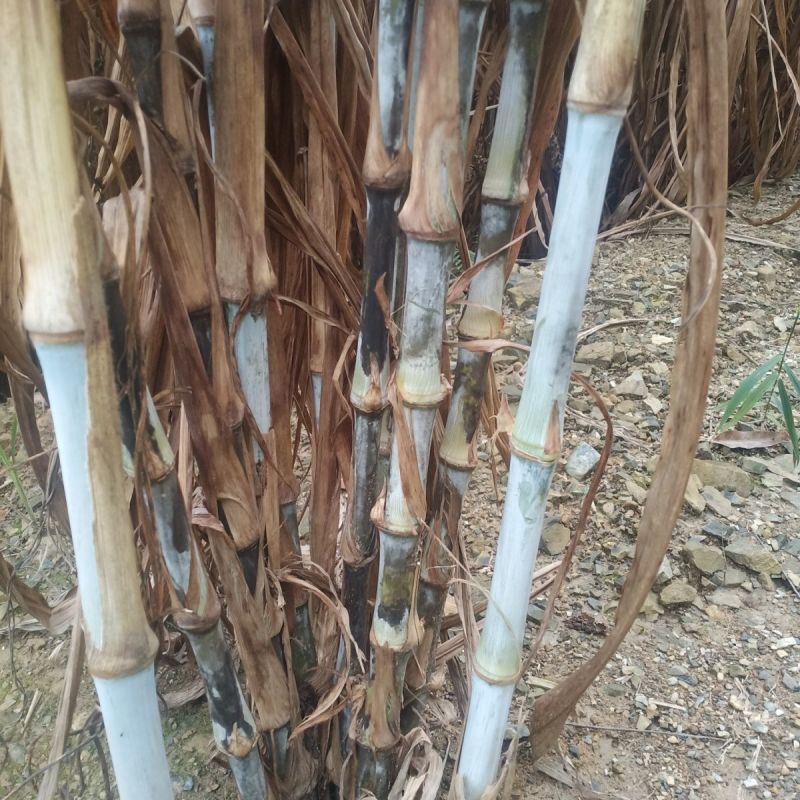 甜象草种节牧草种子无毛耐寒高产四季常青高产养猪牛羊鱼籽养