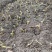 甜象草种节牧草种子无毛耐寒高产四季常青高产养猪牛羊鱼籽养