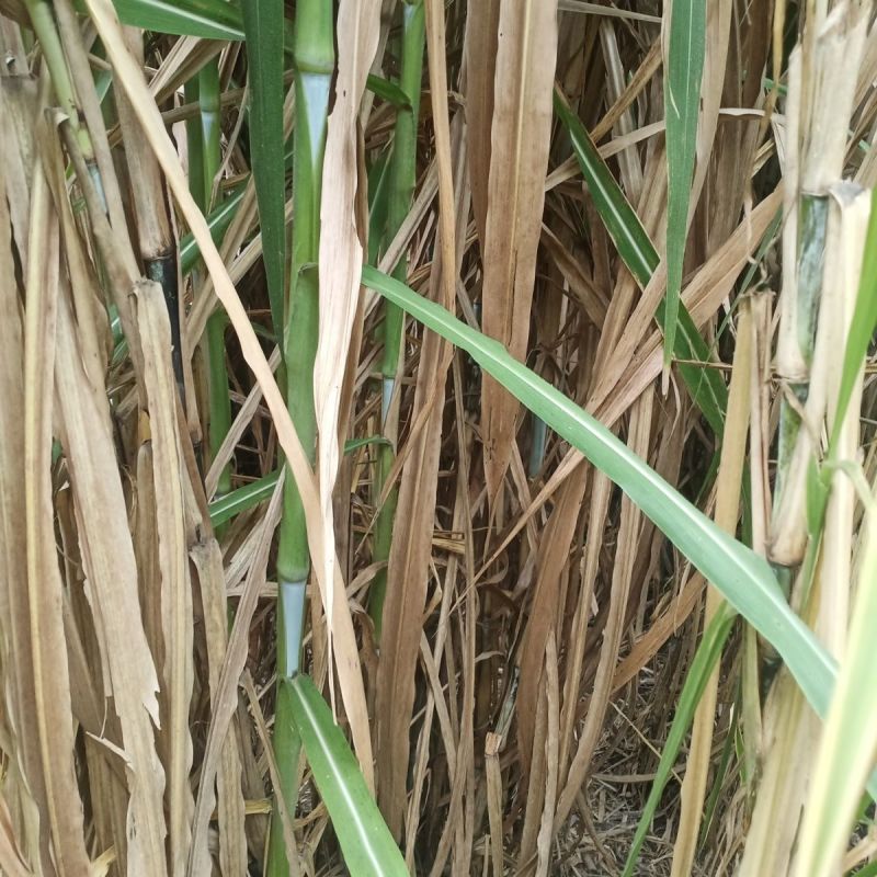 甜象草种节牧草种子无毛耐寒高产四季常青高产养猪牛羊鱼籽养