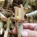 甜象草种节牧草种子无毛耐寒高产四季常青高产养猪牛羊鱼籽养