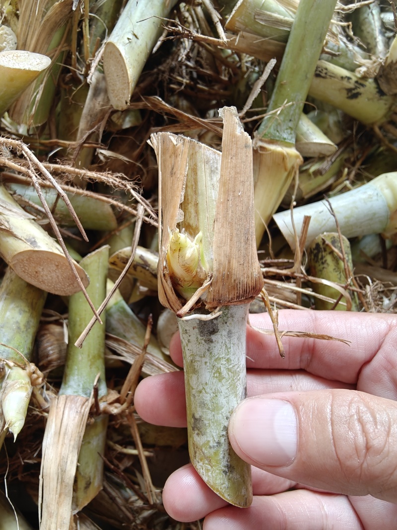 甜象草种节牧草种子无毛耐寒高产四季常青高产养猪牛羊鱼籽养