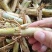 甜象草种节牧草种子无毛耐寒高产四季常青高产养猪牛羊鱼籽养