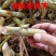 甜象草种节牧草种子无毛耐寒高产四季常青高产养猪牛羊鱼籽养