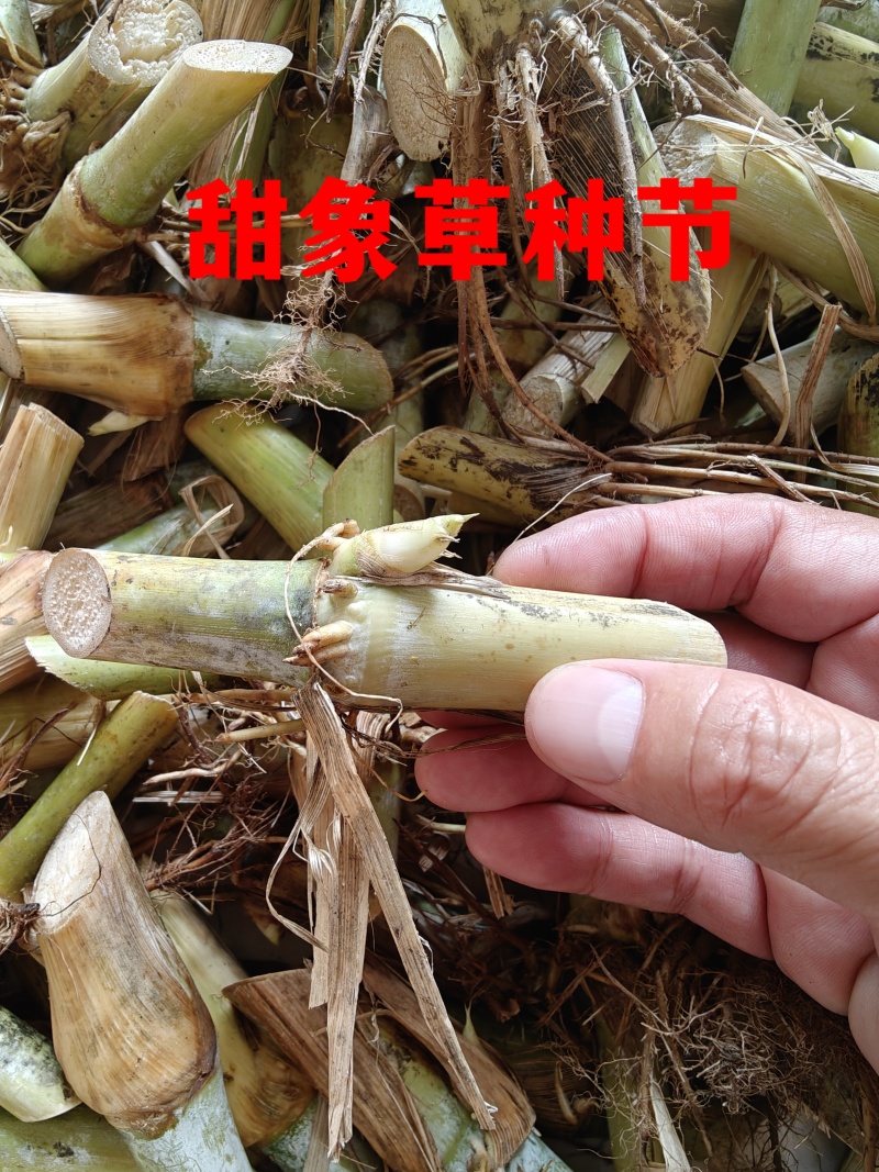 甜象草种节牧草种子无毛耐寒高产四季常青高产养猪牛羊鱼籽养