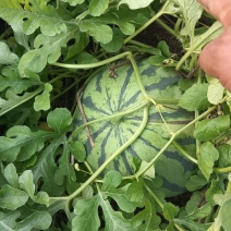 露天西瓜