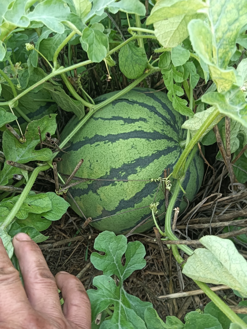 露天西瓜