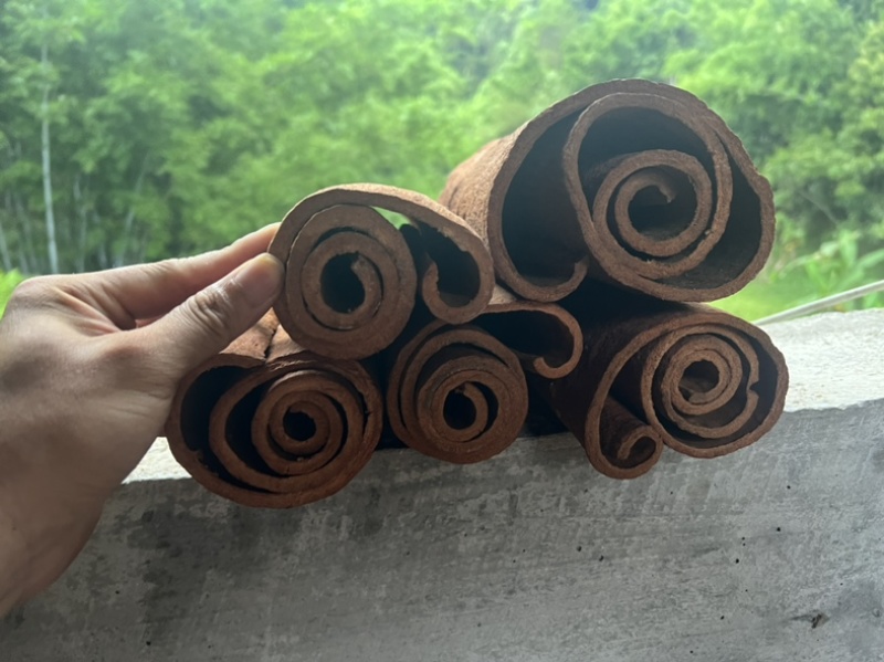广西高山肉桂，质量保证，视频看货，量大从优，干净黄亮
