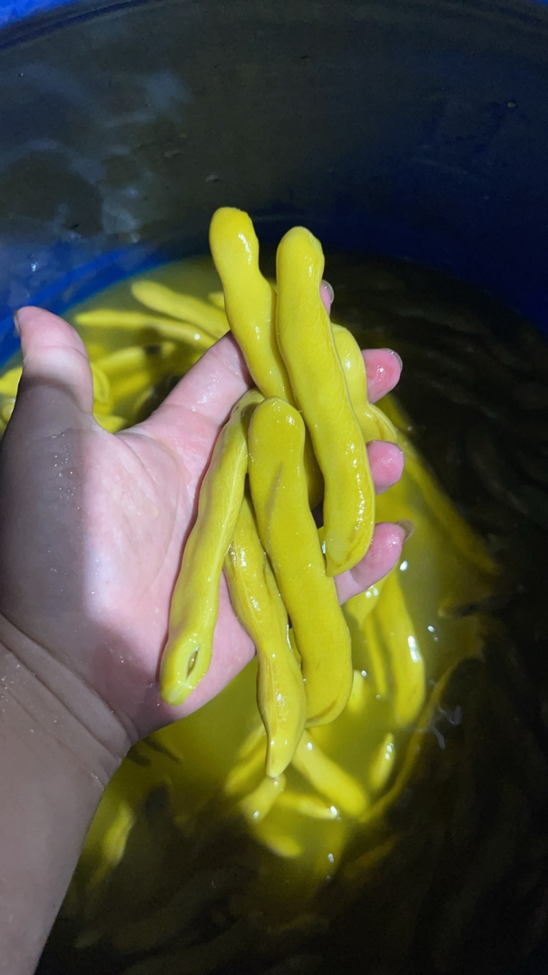 四川精品龙爪豆，狗爪豆，猫爪豆大量上市
