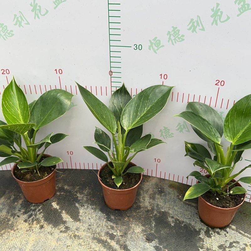 各种规格铂金钻