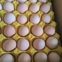 散养土鸡蛋基地直供，蛋黄为金黄色用人品和产品说话