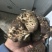 四川野生虎掌菌产地直发保质保量量大从优全国发货