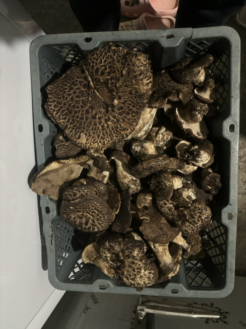 四川野生虎掌菌产地直发保质保量量大从优全国发货