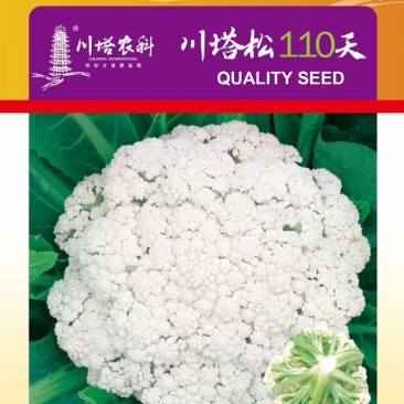 花菜种子川塔松110天晚熟松花菜杂交一代靑梗大花球