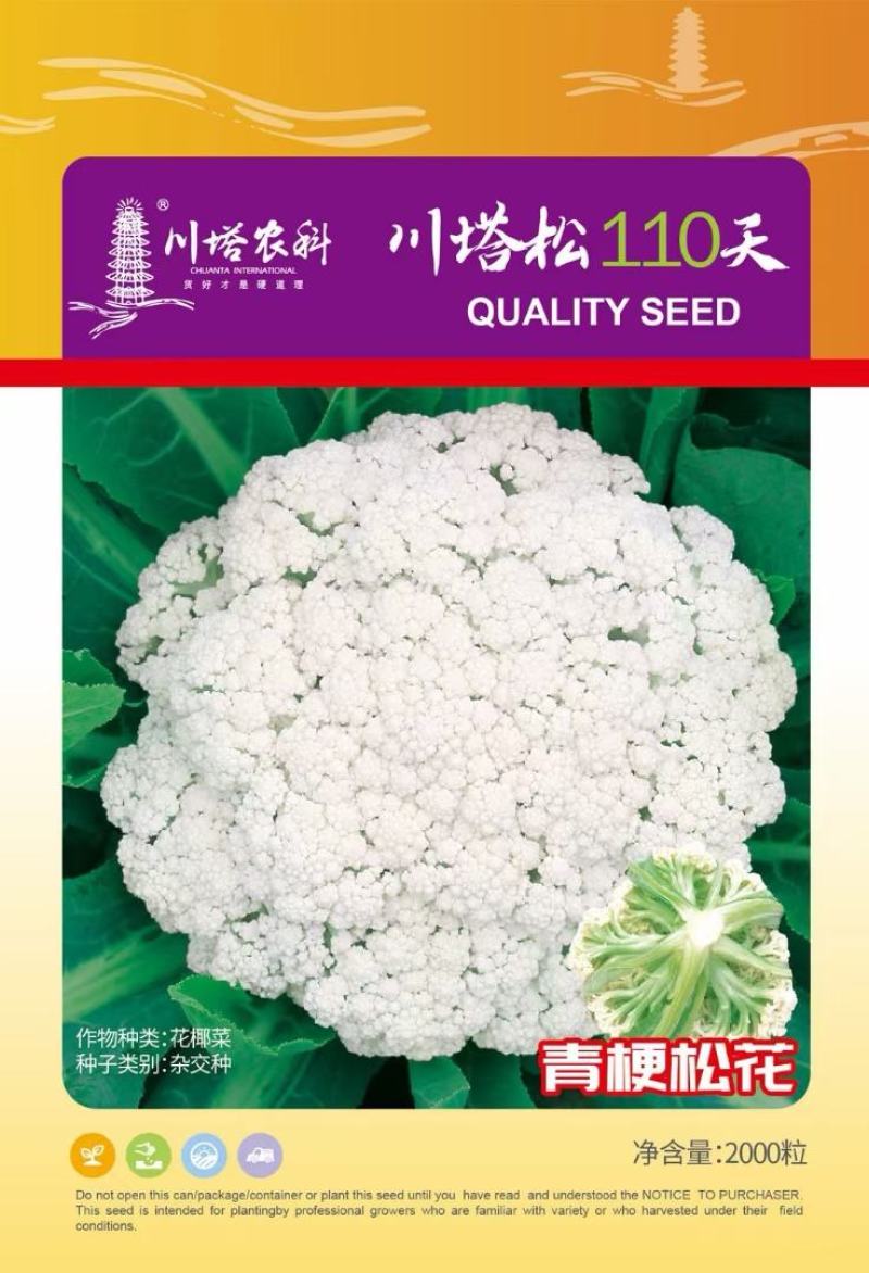 花菜种子川塔松110天晚熟松花菜杂交一代靑梗大花球
