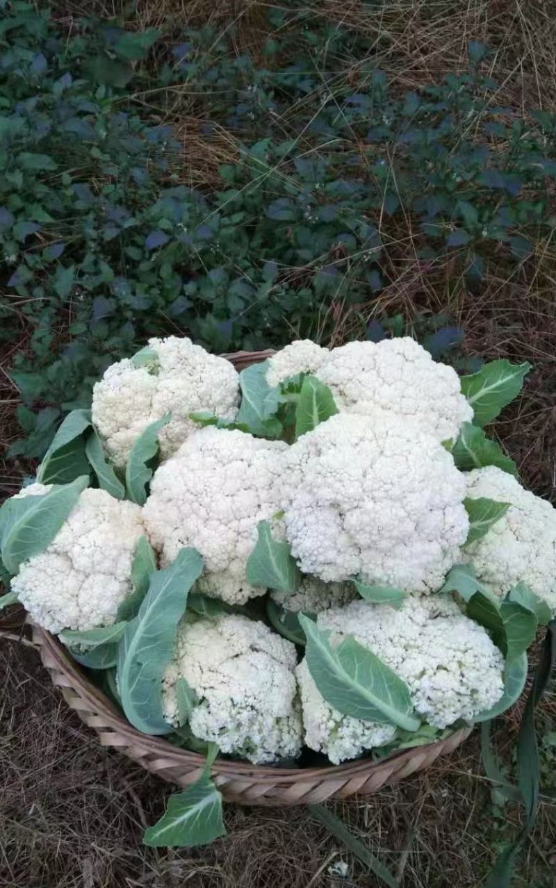 花菜种子川塔松110天晚熟松花菜杂交一代靑梗大花球