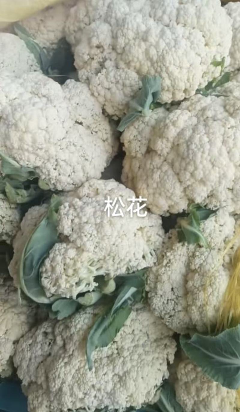 花菜种子川塔松110天晚熟松花菜杂交一代靑梗大花球