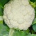 花菜种子川塔松110天晚熟松花菜杂交一代靑梗大花球