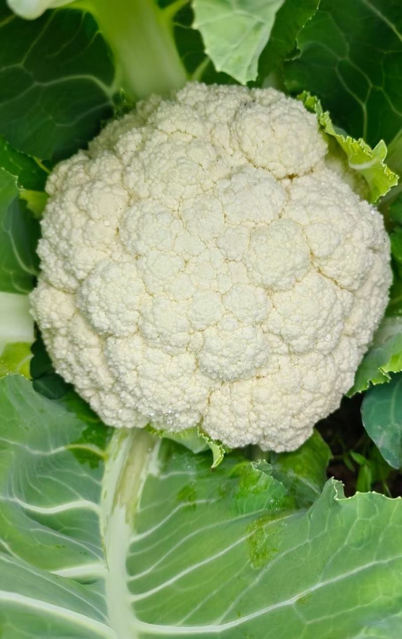 花菜种子川塔松110天晚熟松花菜杂交一代靑梗大花球