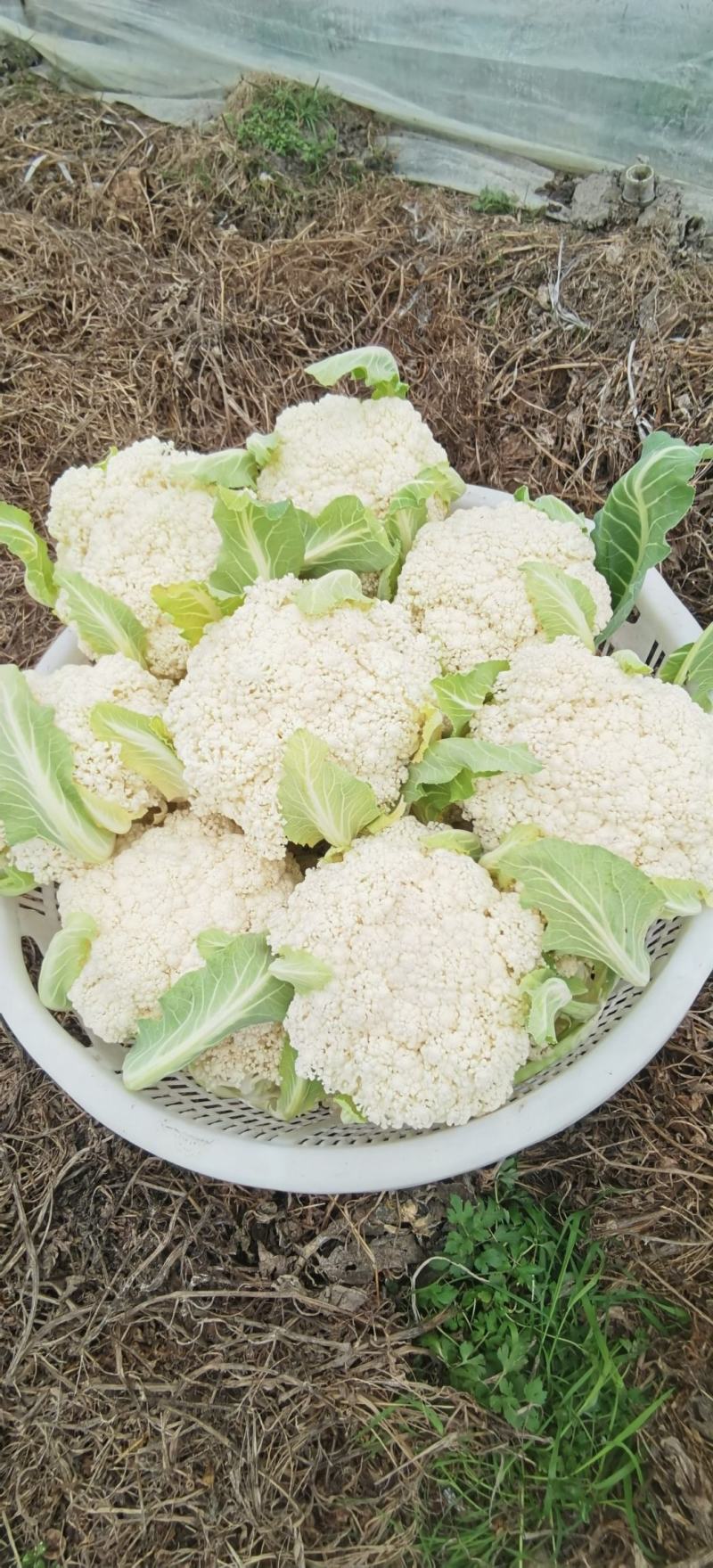 花菜种子川塔松110天晚熟松花菜杂交一代靑梗大花球