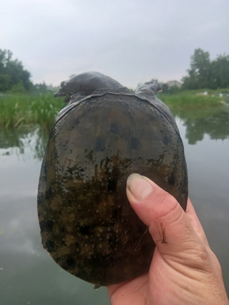 外塘冷水甲鱼