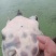 外塘冷水甲鱼