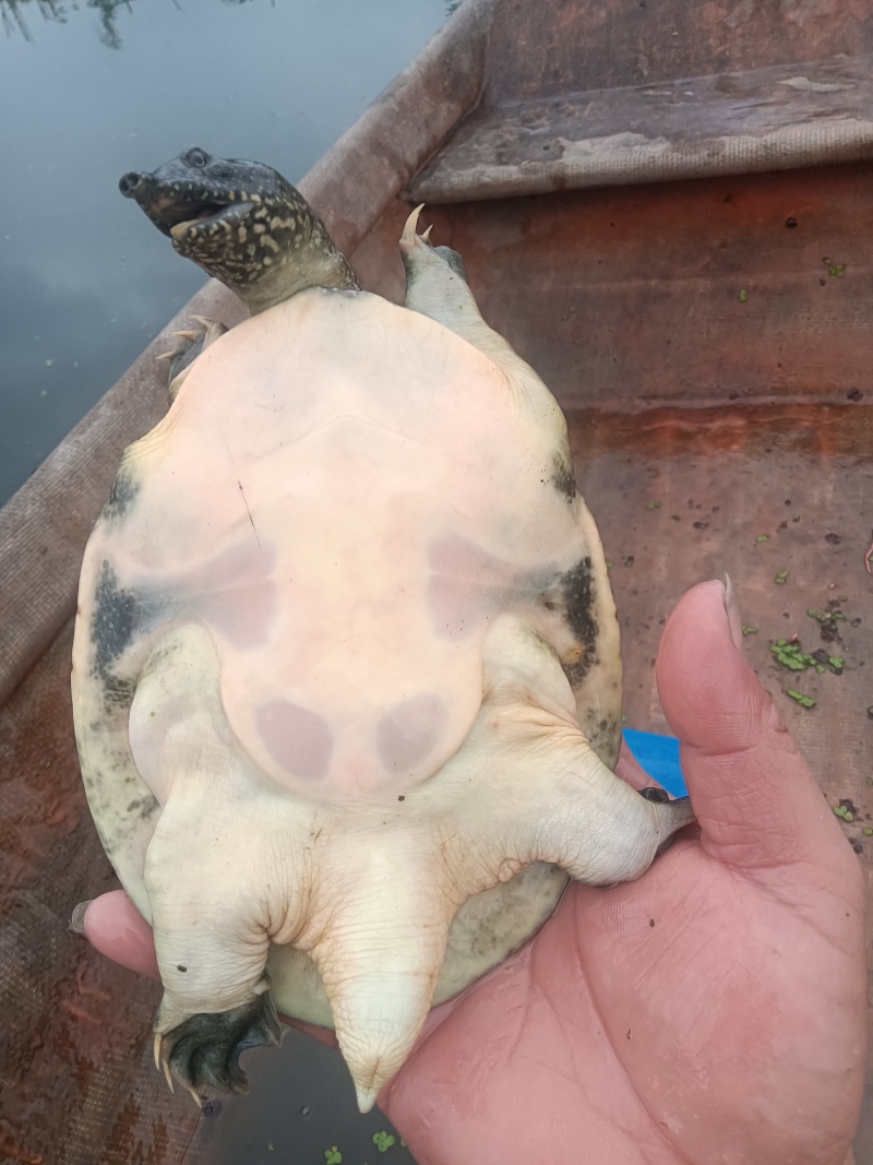 外塘冷水甲鱼