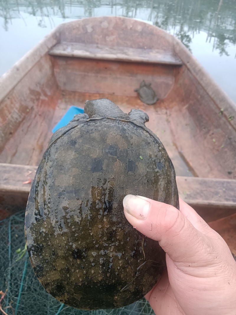 外塘冷水甲鱼