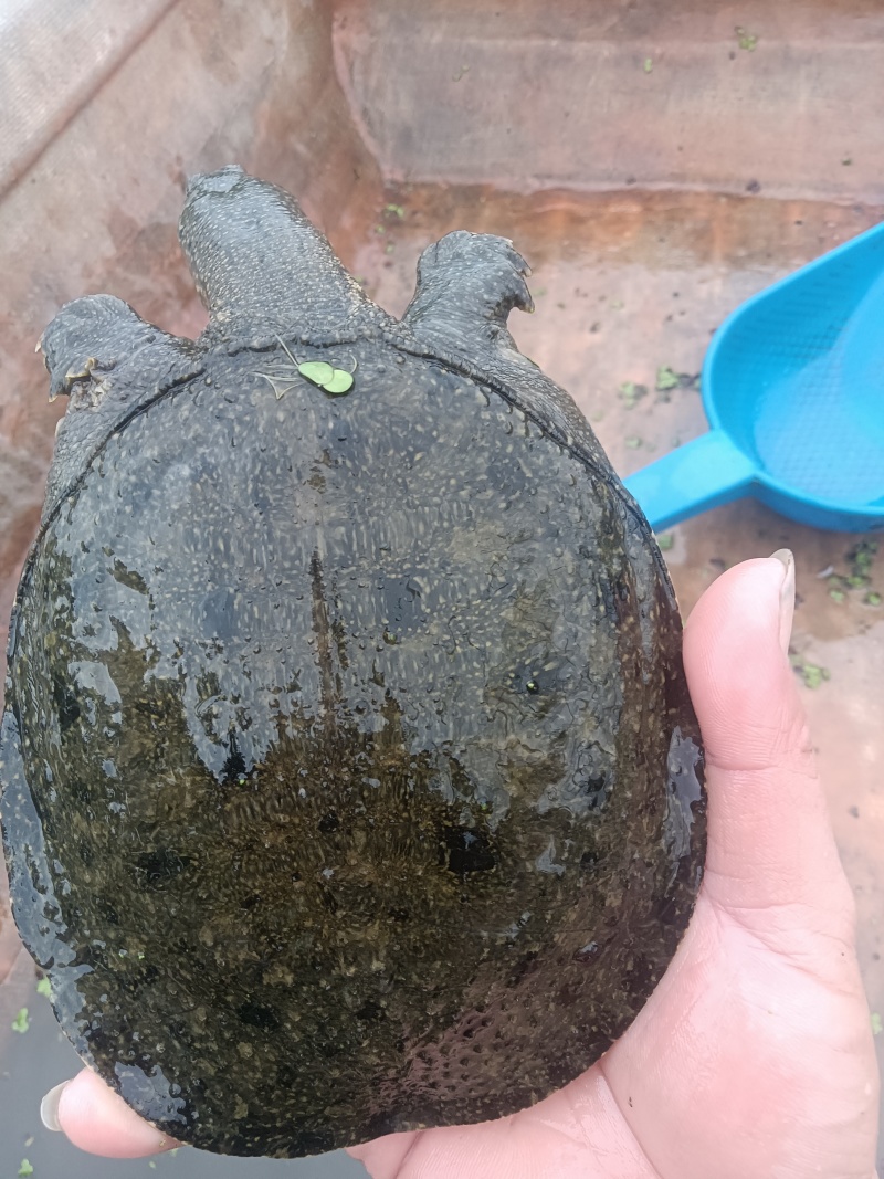 外塘冷水甲鱼