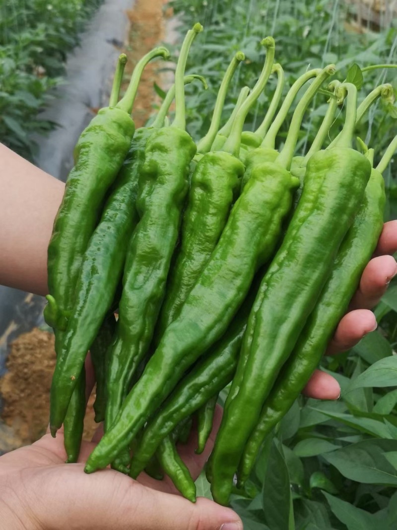 春润长研翡翠辣椒种子软皮辣椒种籽牛角形微辣正宗软皮椒种子