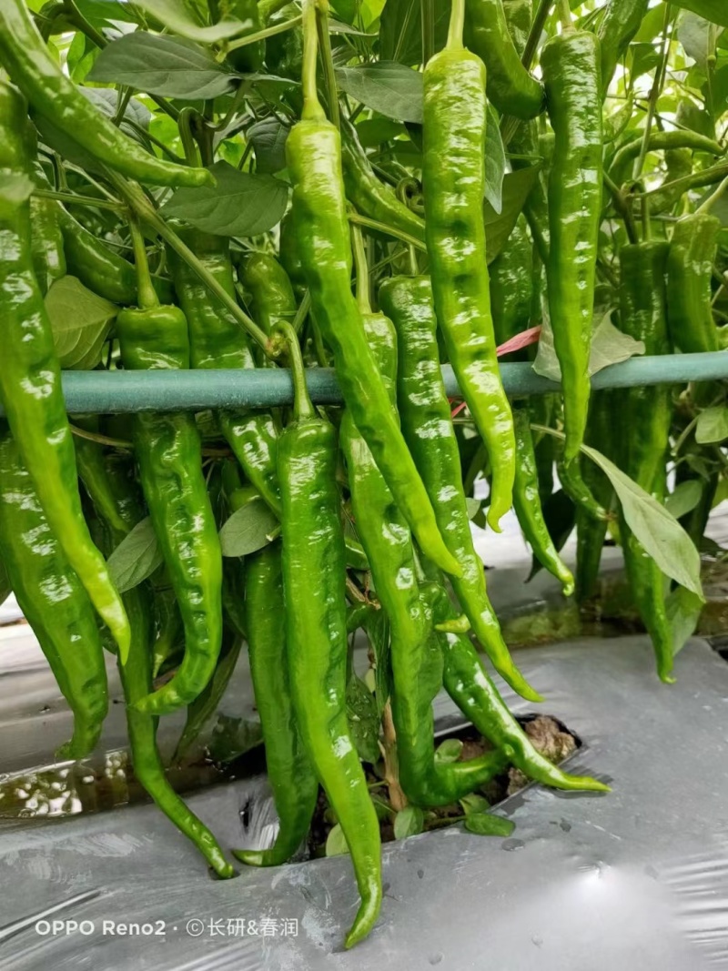 春润长研翡翠辣椒种子软皮辣椒种籽牛角形微辣正宗软皮椒种子