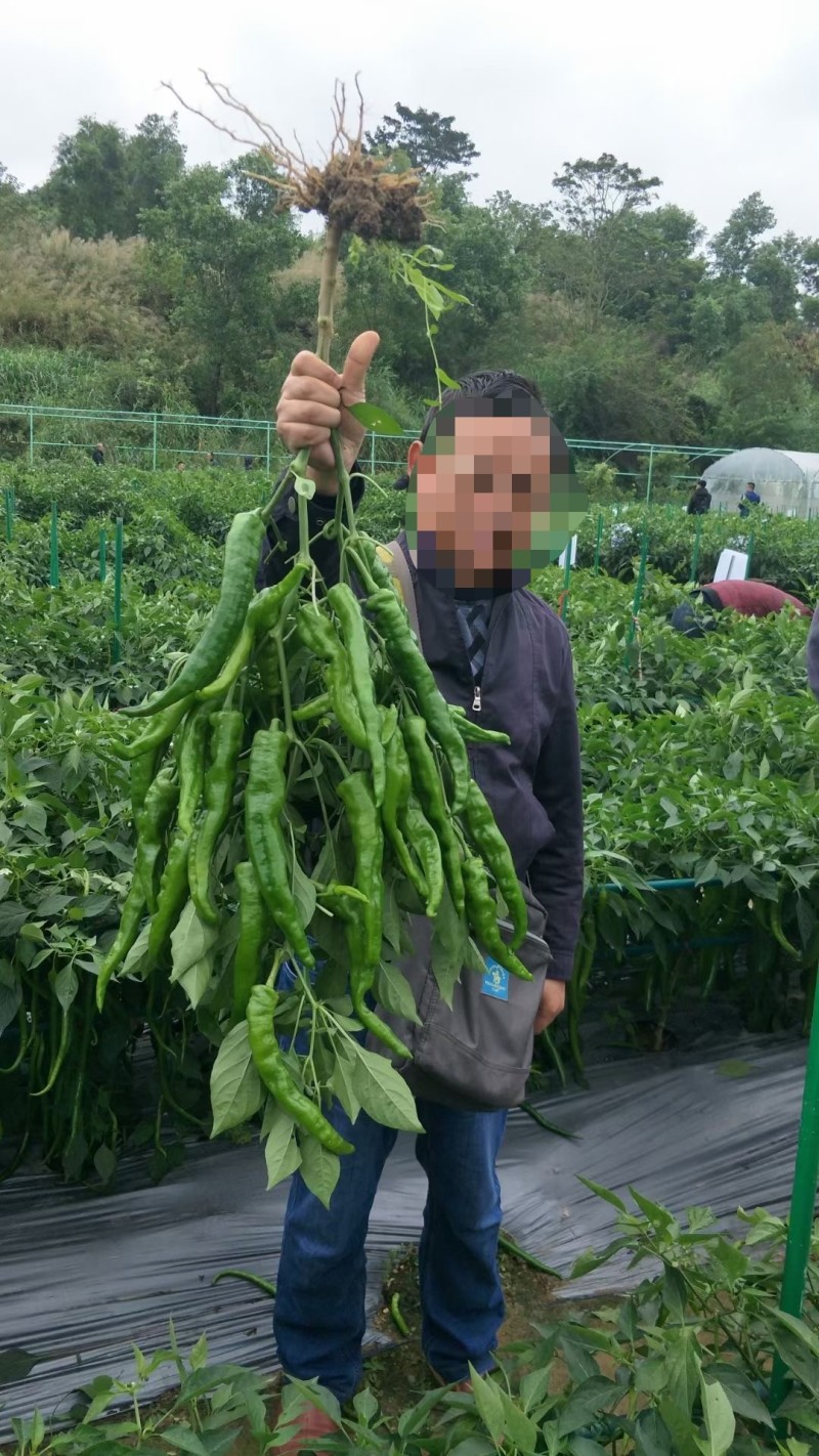 春润长研翡翠辣椒种子软皮辣椒种籽牛角形微辣正宗软皮椒种子